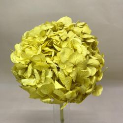 Hortensias Preservadas Premium