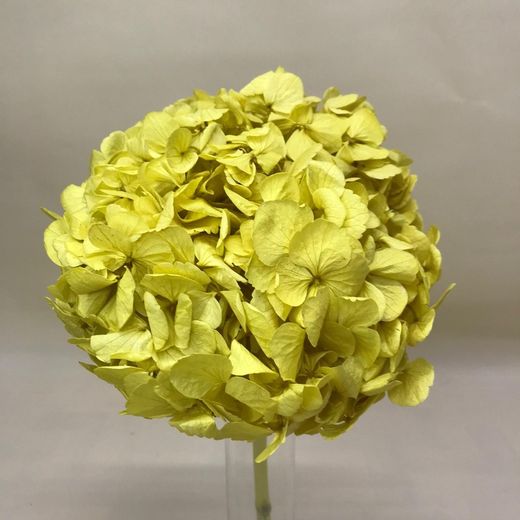 Hortensias Preservadas Premium