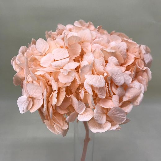 Hortensias Preservadas Premium