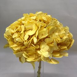 Hortensias Preservadas Premium