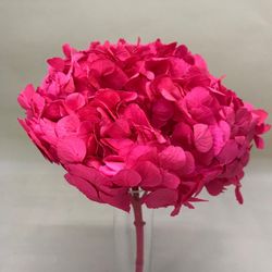 Hortensias Preservadas Premium