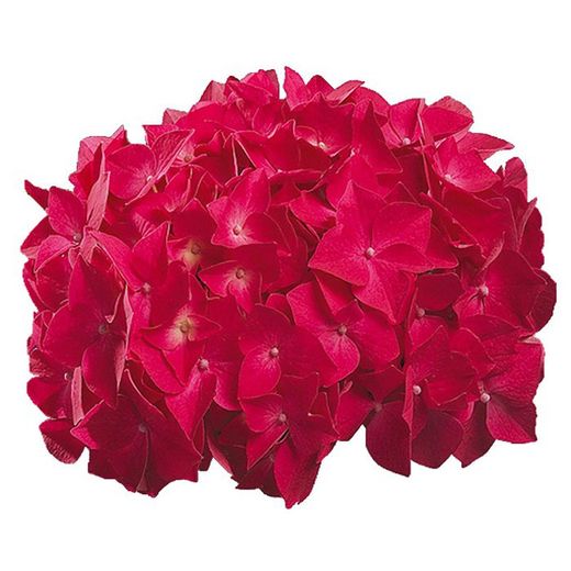 Hortensias Rojas