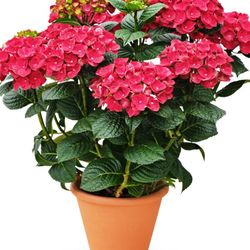 Hortensias Rojas