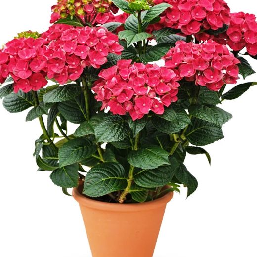 Hortensias Rojas