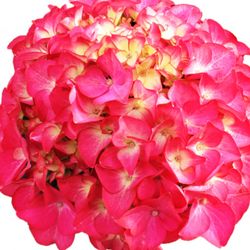 Hortensias Rojas