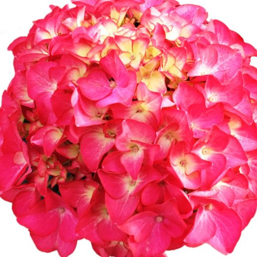 Hortensias Rojas