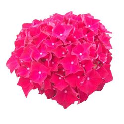 Hortensias Rojas