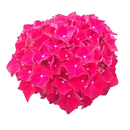 Hortensias Rojas