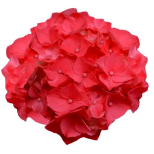 Hortensias Rojas