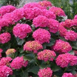 Hortensias Rosa