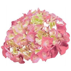 Hortensias Rosa