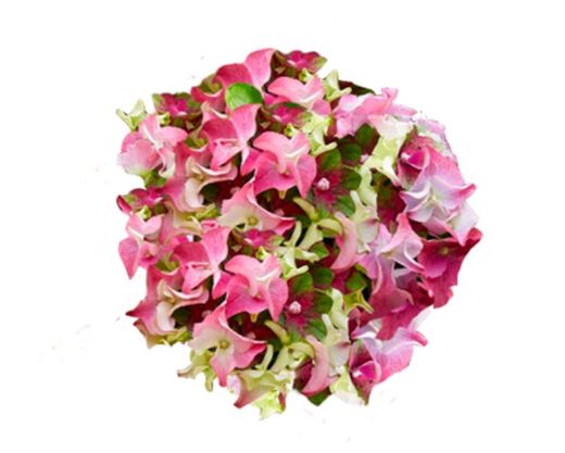 Hortensias Rosa