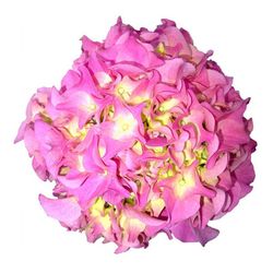 Hortensias Rosa