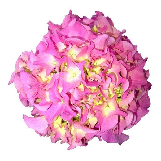 Hortensias Rosa