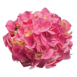 Hortensias Rosa