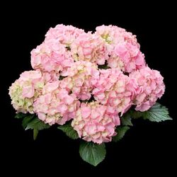 Hortensias Rosa