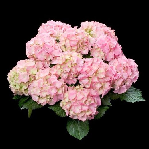Hortensias Rosa