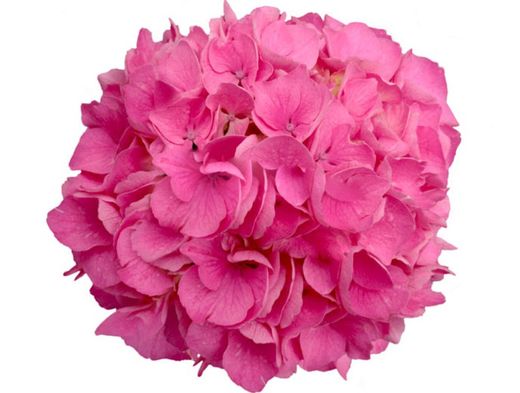 Hortensias Rosa