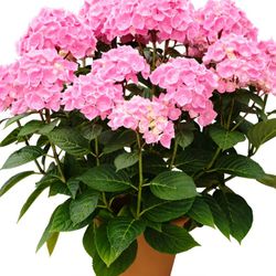 Hortensias Rosa