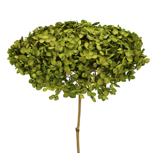 Hortensias Secas con tallo