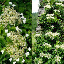 hortènsies Enfiladisses