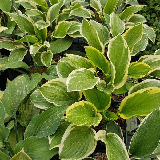 Hosta Variegata
