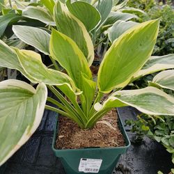 Hosta Variegata
