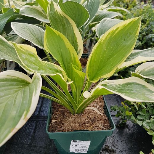 Hosta Variegata