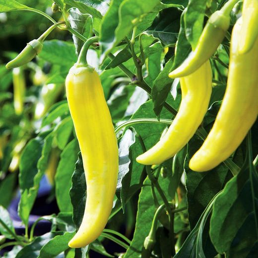 Hot Banana