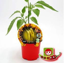 Hot Banana