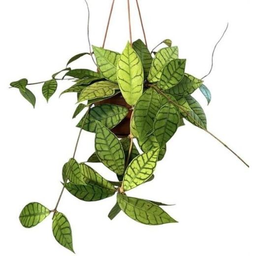 Hoya Callistophylla Colgante