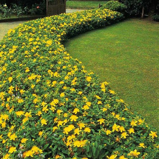 Hypericum Calycinum Caja 6 uds.