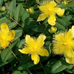 Hypericum Calycinum Caja 6 uds.