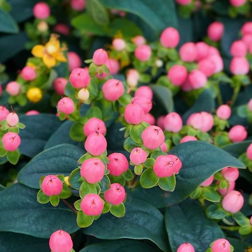 Hypericum Miracle 10 L
