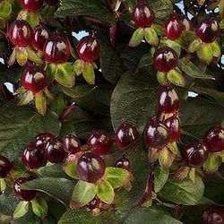 Hypericum Miracle 10 L