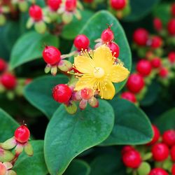 Hypericum Miracle 10 L