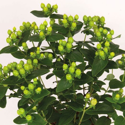 Hypericum Miracle 10 L