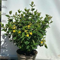 Hypericum Miracle 10 L