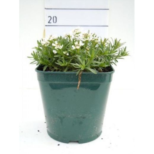 Iberis Sempervirens Caja 6 uds.