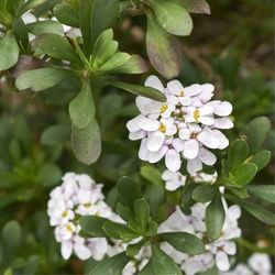 Iberis Sempervirens Caja 6 uds.
