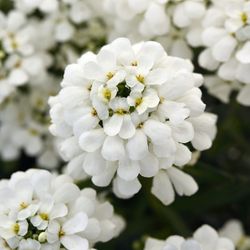 Iberis Sempervirens Caja 6 uds.