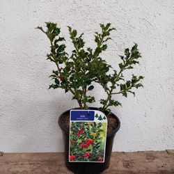 Ilex aquifolium Alaska