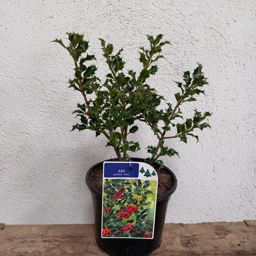 Ilex aquifolium Alaska
