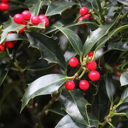 Ilex aquifolium Alaska