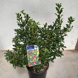 Ilex aquifolium Alaska