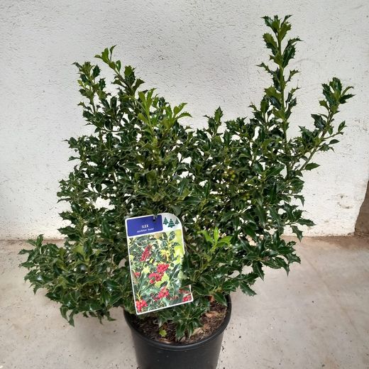 Ilex aquifolium Alaska