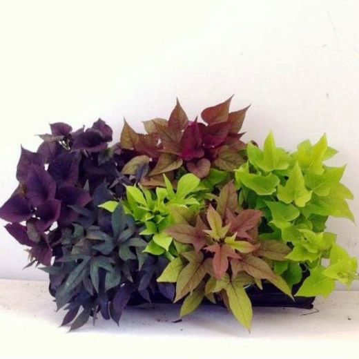 Ipomoea hybrida Caja 10 uds.