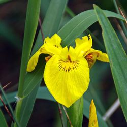 Iris Pseudacorus