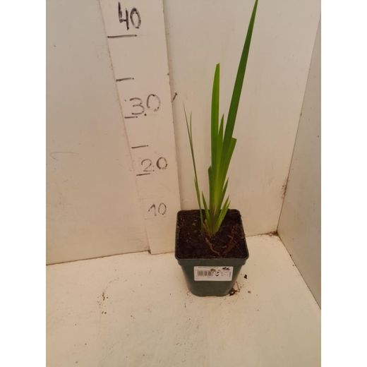 Iris Pseudacorus