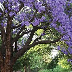 Jacaranda Mimosifolia